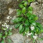 Valeriana saxatilis Fleur