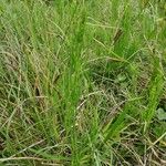 Equisetum palustreList