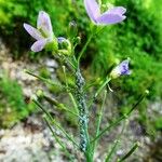 Cardamine raphanifolia Çiçek
