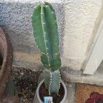 Cereus jamacaru List