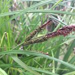 Carex acuta ফুল