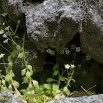 Sedum fragrans Habitus