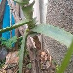 Aloe arborescens Bark