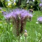 Phacelia tanacetifoliaBlomst