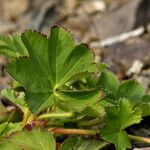 Alchemilla xanthochlora Ліст