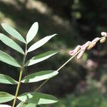 Vicia orobus Φύλλο