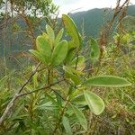Geissois lanceolata Hábito