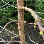 Prunus serrula Corteza