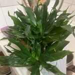 Dracaena angustifolia برگ