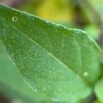 Physalis longifolia Leaf