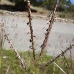 Bothriochloa ischaemum Flower
