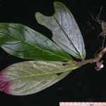Columnea maculata Otro