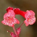 Penstemon utahensis 花