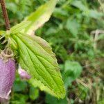 Campanula punctata Blatt