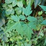 Cardiospermum halicacabum Leaf