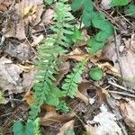 Asplenium platyneuron Leaf