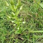 Habenaria humilior Leaf