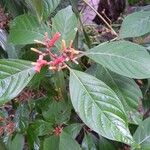 Hamelia patens অন্যান্য