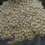 Achillea clypeolata Цветок