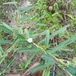 Chamaecrista mimosoides Hoja