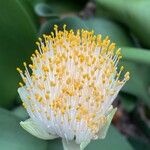 Haemanthus albiflos