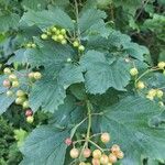 Viburnum opulus Blad