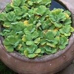 Pistia stratiotesLeaf