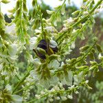 Melilotus albus Flower