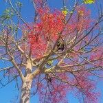 Illawara flame treeFlower