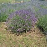 Lavandula angustifoliaFlower