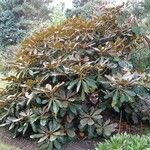 Rhododendron arizelum Habit