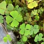 Marsilea quadrifolia Листок