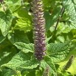 Teucrium hircanicum Leaf