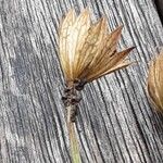 Astrantia major 果実