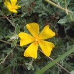 Cistus lasianthus Fleur