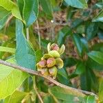 Citharexylum montevidense Flor