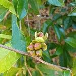 Citharexylum montevidense Blüte