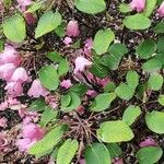 Rhododendron orbiculare Habitus