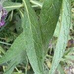 Symphytum × uplandicum 叶