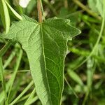 Sesamum sesamoides Blatt
