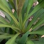 Cordyline stricta ഇല