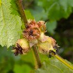 Rubus alceifolius Flower