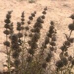 Sideritis ilicifolia Flor