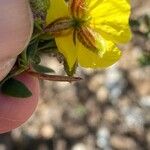 Helianthemum alypoides Blomst