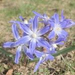 Scilla forbesii ফুল