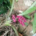 Rodriguezia lanceolata Virág