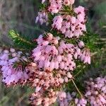 Erica multiflora Flower