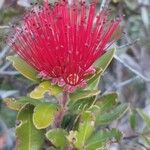Purpureostemon ciliatus Flor