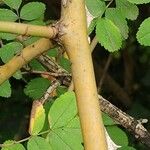 Rosa multibracteata Bark