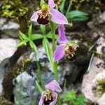 Ophrys apifera Fiore